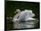 Mute swan (Cygnus olor) displaying plumage in lake, Sooke, Vancouver Island, British Columbia, C...-null-Framed Photographic Print