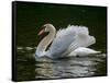 Mute swan (Cygnus olor) displaying plumage in lake, Sooke, Vancouver Island, British Columbia, C...-null-Framed Stretched Canvas
