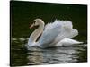 Mute swan (Cygnus olor) displaying plumage in lake, Sooke, Vancouver Island, British Columbia, C...-null-Stretched Canvas