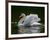 Mute swan (Cygnus olor) displaying plumage in lake, Sooke, Vancouver Island, British Columbia, C...-null-Framed Photographic Print