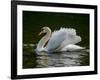 Mute swan (Cygnus olor) displaying plumage in lake, Sooke, Vancouver Island, British Columbia, C...-null-Framed Photographic Print