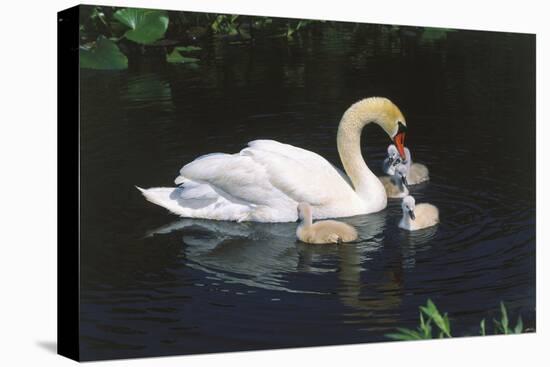 Mute Swan Cygnus Olor) Female (Pen) Swimming with Five Cygnets on Pond, Michigan, USA-Lynn M^ Stone-Stretched Canvas