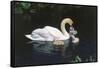 Mute Swan Cygnus Olor) Female (Pen) Swimming with Five Cygnets on Pond, Michigan, USA-Lynn M^ Stone-Framed Stretched Canvas