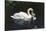 Mute Swan Cygnus Olor) Female (Pen) Swimming with Five Cygnets on Pond, Michigan, USA-Lynn M^ Stone-Stretched Canvas