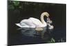 Mute Swan Cygnus Olor) Female (Pen) Swimming with Five Cygnets on Pond, Michigan, USA-Lynn M^ Stone-Mounted Photographic Print