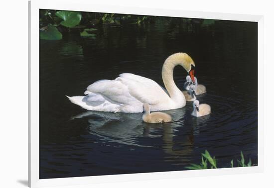 Mute Swan Cygnus Olor) Female (Pen) Swimming with Five Cygnets on Pond, Michigan, USA-Lynn M^ Stone-Framed Photographic Print