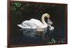 Mute Swan Cygnus Olor) Female (Pen) Swimming with Five Cygnets on Pond, Michigan, USA-Lynn M^ Stone-Framed Photographic Print