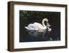 Mute Swan Cygnus Olor) Female (Pen) Swimming with Five Cygnets on Pond, Michigan, USA-Lynn M^ Stone-Framed Photographic Print