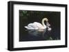 Mute Swan Cygnus Olor) Female (Pen) Swimming with Five Cygnets on Pond, Michigan, USA-Lynn M^ Stone-Framed Photographic Print