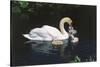 Mute Swan Cygnus Olor) Female (Pen) Swimming with Five Cygnets on Pond, Michigan, USA-Lynn M^ Stone-Stretched Canvas