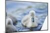 mute swan, Cygnus olor, fledglings, water, swim, close-up, looking into camera-David & Micha Sheldon-Mounted Photographic Print