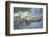 mute swan, Cygnus olor, fledglings, water, swim, close-up-David & Micha Sheldon-Framed Photographic Print