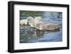 mute swan, Cygnus olor, fledglings, water, swim, close-up-David & Micha Sheldon-Framed Photographic Print