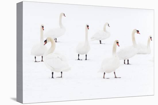 Mute Swan (Cygnus Olor) Flock Camouflaged on Winter Snow-Edwin Giesbers-Stretched Canvas