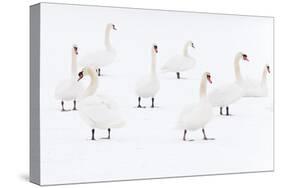 Mute Swan (Cygnus Olor) Flock Camouflaged on Winter Snow-Edwin Giesbers-Stretched Canvas