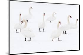 Mute Swan (Cygnus Olor) Flock Camouflaged on Winter Snow-Edwin Giesbers-Mounted Photographic Print