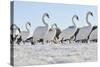 Mute Swan (Cygnus Olor) Group Walking on Ice at Sunrise. Glasgow, Scotland, December-Fergus Gill-Stretched Canvas