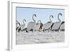 Mute Swan (Cygnus Olor) Group Walking on Ice at Sunrise. Glasgow, Scotland, December-Fergus Gill-Framed Photographic Print