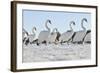 Mute Swan (Cygnus Olor) Group Walking on Ice at Sunrise. Glasgow, Scotland, December-Fergus Gill-Framed Photographic Print