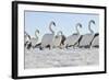 Mute Swan (Cygnus Olor) Group Walking on Ice at Sunrise. Glasgow, Scotland, December-Fergus Gill-Framed Photographic Print