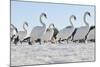 Mute Swan (Cygnus Olor) Group Walking on Ice at Sunrise. Glasgow, Scotland, December-Fergus Gill-Mounted Photographic Print