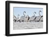 Mute Swan (Cygnus Olor) Group Walking on Ice at Sunrise. Glasgow, Scotland, December-Fergus Gill-Framed Photographic Print