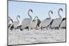 Mute Swan (Cygnus Olor) Group Walking on Ice at Sunrise. Glasgow, Scotland, December-Fergus Gill-Mounted Photographic Print