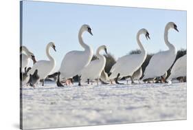 Mute Swan (Cygnus Olor) Group Walking on Ice at Sunrise. Glasgow, Scotland, December-Fergus Gill-Stretched Canvas