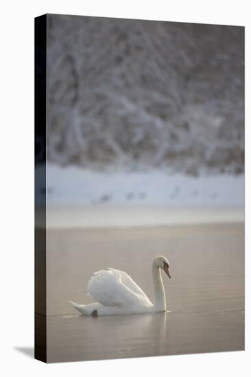 Mute Swan (Cygnus Olor) in Dawn Mist, Loch Insh, Cairngorms Np, Highlands, Scotland UK, December-Peter Cairns-Stretched Canvas