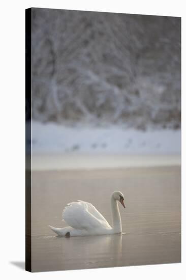 Mute Swan (Cygnus Olor) in Dawn Mist, Loch Insh, Cairngorms Np, Highlands, Scotland UK, December-Peter Cairns-Stretched Canvas