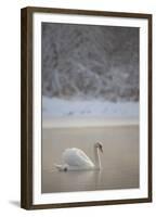 Mute Swan (Cygnus Olor) in Dawn Mist, Loch Insh, Cairngorms Np, Highlands, Scotland UK, December-Peter Cairns-Framed Premium Photographic Print