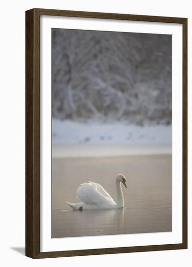 Mute Swan (Cygnus Olor) in Dawn Mist, Loch Insh, Cairngorms Np, Highlands, Scotland UK, December-Peter Cairns-Framed Premium Photographic Print