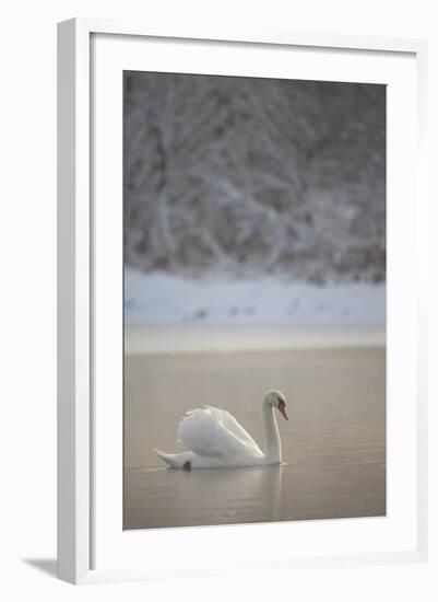 Mute Swan (Cygnus Olor) in Dawn Mist, Loch Insh, Cairngorms Np, Highlands, Scotland UK, December-Peter Cairns-Framed Premium Photographic Print