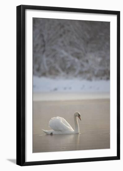 Mute Swan (Cygnus Olor) in Dawn Mist, Loch Insh, Cairngorms Np, Highlands, Scotland UK, December-Peter Cairns-Framed Premium Photographic Print