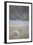 Mute Swan (Cygnus Olor) in Dawn Mist, Loch Insh, Cairngorms Np, Highlands, Scotland UK, December-Peter Cairns-Framed Premium Photographic Print