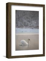 Mute Swan (Cygnus Olor) in Dawn Mist, Loch Insh, Cairngorms Np, Highlands, Scotland UK, December-Peter Cairns-Framed Photographic Print