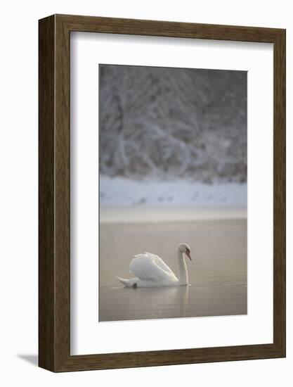 Mute Swan (Cygnus Olor) in Dawn Mist, Loch Insh, Cairngorms Np, Highlands, Scotland UK, December-Peter Cairns-Framed Photographic Print