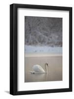 Mute Swan (Cygnus Olor) in Dawn Mist, Loch Insh, Cairngorms Np, Highlands, Scotland UK, December-Peter Cairns-Framed Photographic Print