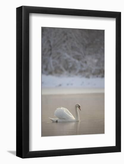 Mute Swan (Cygnus Olor) in Dawn Mist, Loch Insh, Cairngorms Np, Highlands, Scotland UK, December-Peter Cairns-Framed Photographic Print