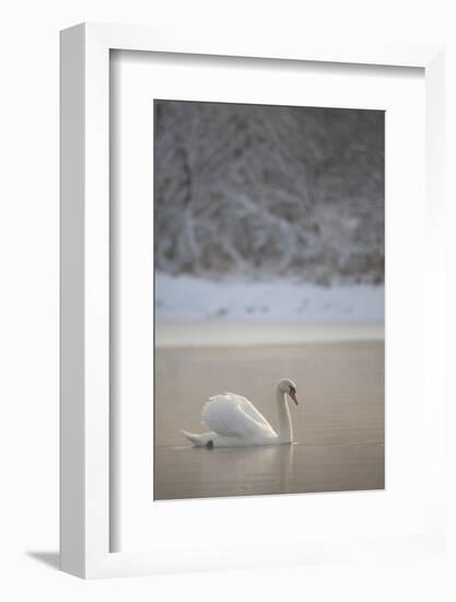 Mute Swan (Cygnus Olor) in Dawn Mist, Loch Insh, Cairngorms Np, Highlands, Scotland UK, December-Peter Cairns-Framed Photographic Print