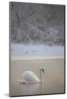 Mute Swan (Cygnus Olor) in Dawn Mist, Loch Insh, Cairngorms Np, Highlands, Scotland UK, December-Peter Cairns-Mounted Photographic Print