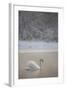 Mute Swan (Cygnus Olor) in Dawn Mist, Loch Insh, Cairngorms Np, Highlands, Scotland UK, December-Peter Cairns-Framed Photographic Print