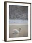 Mute Swan (Cygnus Olor) in Dawn Mist, Loch Insh, Cairngorms Np, Highlands, Scotland UK, December-Peter Cairns-Framed Photographic Print