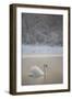 Mute Swan (Cygnus Olor) in Dawn Mist, Loch Insh, Cairngorms Np, Highlands, Scotland UK, December-Peter Cairns-Framed Photographic Print