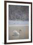 Mute Swan (Cygnus Olor) in Dawn Mist, Loch Insh, Cairngorms Np, Highlands, Scotland UK, December-Peter Cairns-Framed Photographic Print