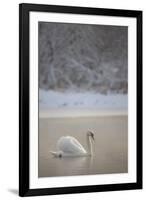 Mute Swan (Cygnus Olor) in Dawn Mist, Loch Insh, Cairngorms Np, Highlands, Scotland UK, December-Peter Cairns-Framed Photographic Print