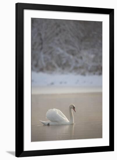 Mute Swan (Cygnus Olor) in Dawn Mist, Loch Insh, Cairngorms Np, Highlands, Scotland UK, December-Peter Cairns-Framed Photographic Print