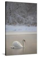 Mute Swan (Cygnus Olor) in Dawn Mist, Loch Insh, Cairngorms Np, Highlands, Scotland UK, December-Peter Cairns-Stretched Canvas