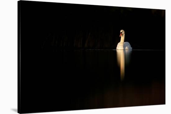 Mute Swan (Cygnus Olor) in Late Evening Light, Fife, Scotland, UK, November-Peter Cairns-Stretched Canvas