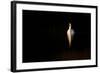 Mute Swan (Cygnus Olor) in Late Evening Light, Fife, Scotland, UK, November-Peter Cairns-Framed Photographic Print